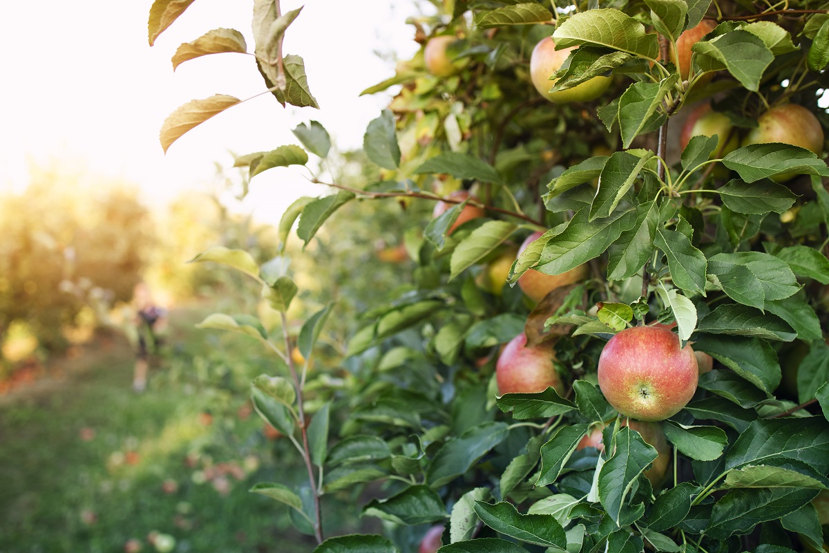 apple-orchard